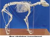 Mô hình hệ xương chó